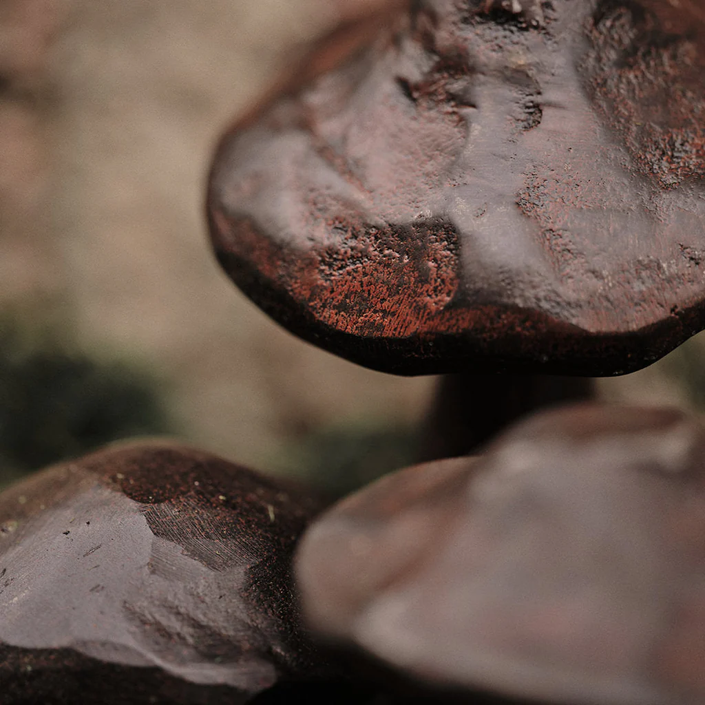 Jan Barboglio Hongos Cast Iron Mushrooms, Set of 3