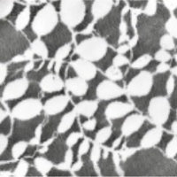 Black Dinnerware Plates